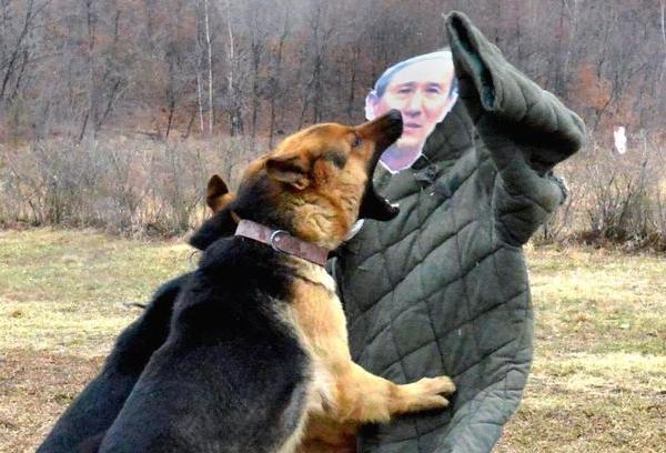 north korea bizarre dog attack