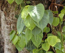 Pipal leaves