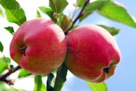 apple-in-tree