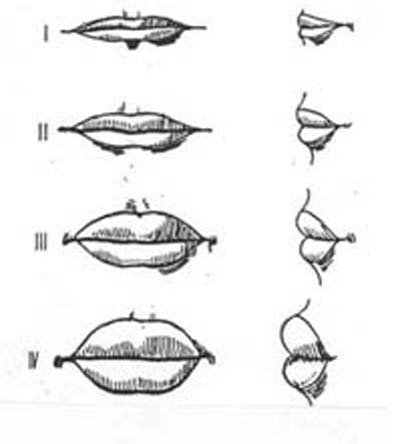 lips shape