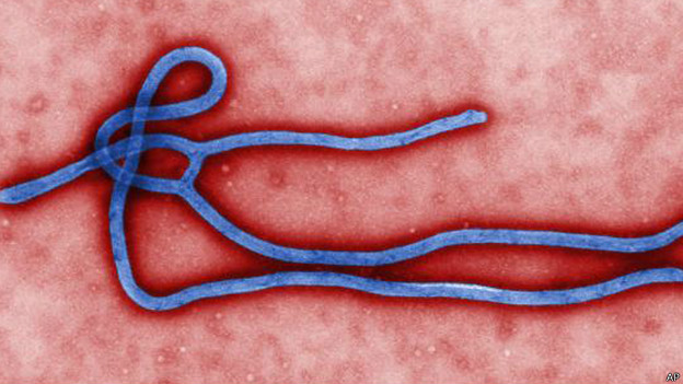  ebola virus
