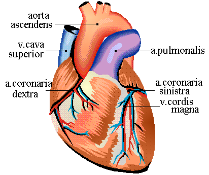 heart-human