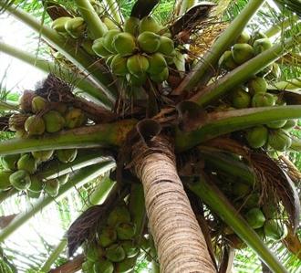 Coconut Religion (4)