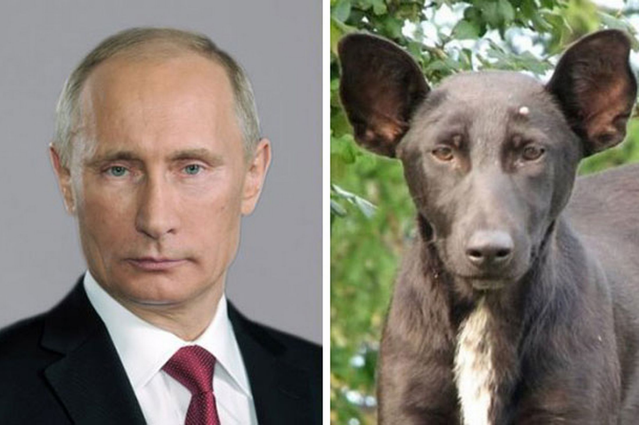 Ложные двойники патриотизма. Собака похожая на Путина. Похож на Путина. Собаки похожие на людей.