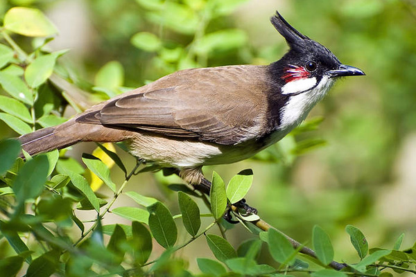 New bird species spotted in Chitwan