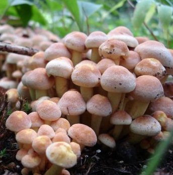 Six members of a single family taken ill after consuming wild mushroom