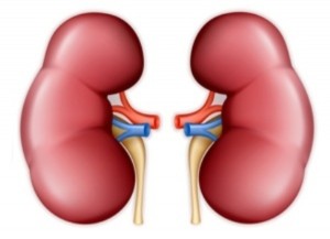 kidney kidney