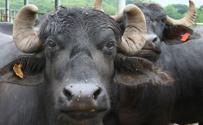 One killed, four injured in wild buffalo attack