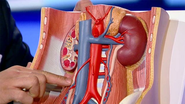 Bone marrow, heart and kidney ailment treatment starts