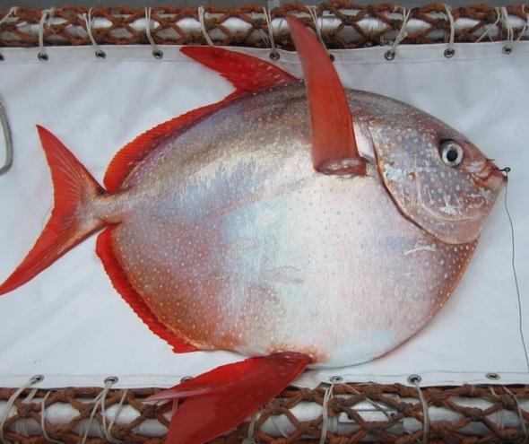 Researchers discover first known warm-blooded fish