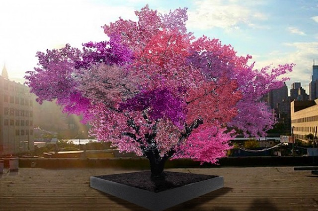 The tree that can grow 40 different kinds of fruit