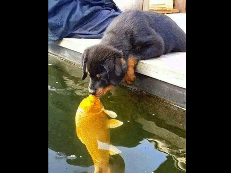 animal kiss