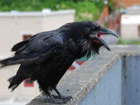crow  (2)