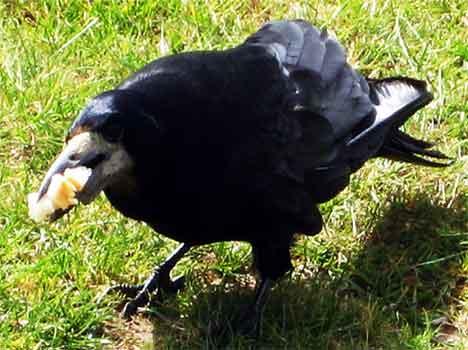 crow  (4)