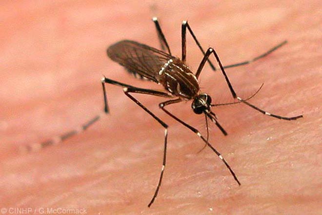 Girl child dies of dengue virus