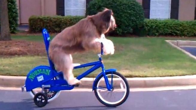 dog-on-cycle world record