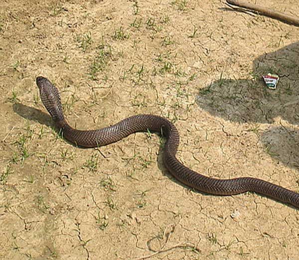 naagpanchami snake naag (2)