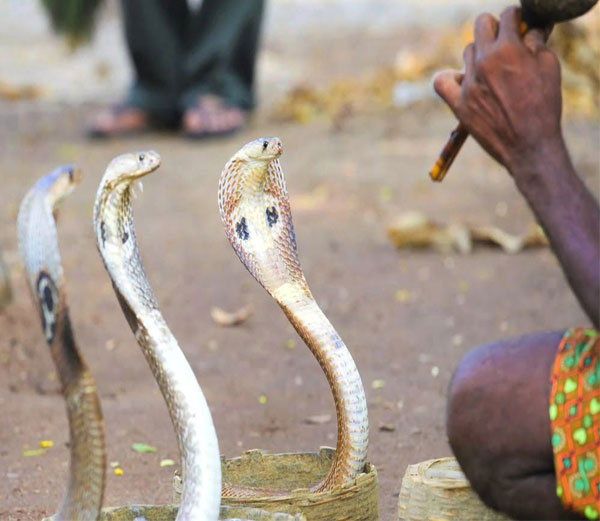 naagpanchami snake naag (4)