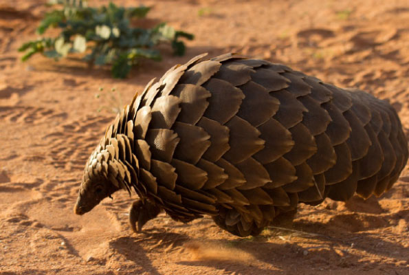 Kavrepalanchok sees spurt in pangolin scales smuggling