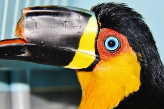 Brazilian toucan receives a 3D printed beak