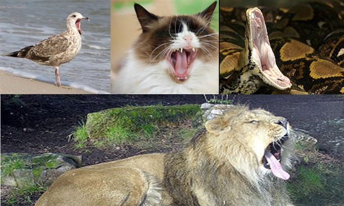 yawning animals