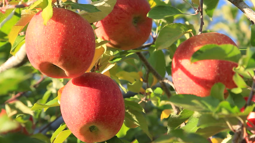 Apple Orchard Management Week starts in Jumla