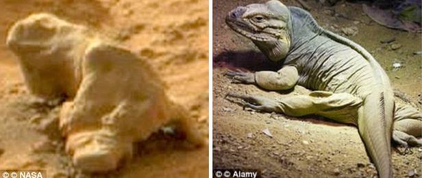 mars lizard compare