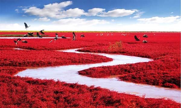 red beach in china