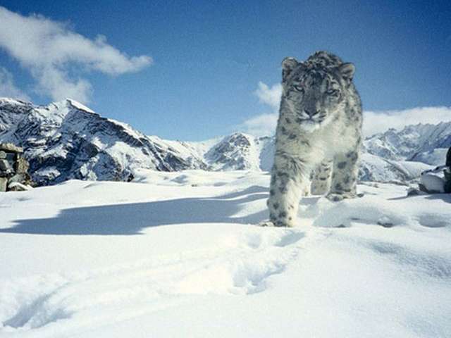 Mustang records 17 snow leopards