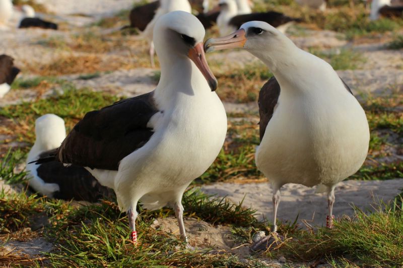 The oldest known seabird lays an egg at 66