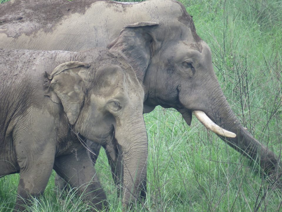 35 killed by attacks from elephants in 17 yrs