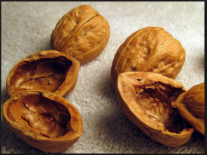 walnut_shell