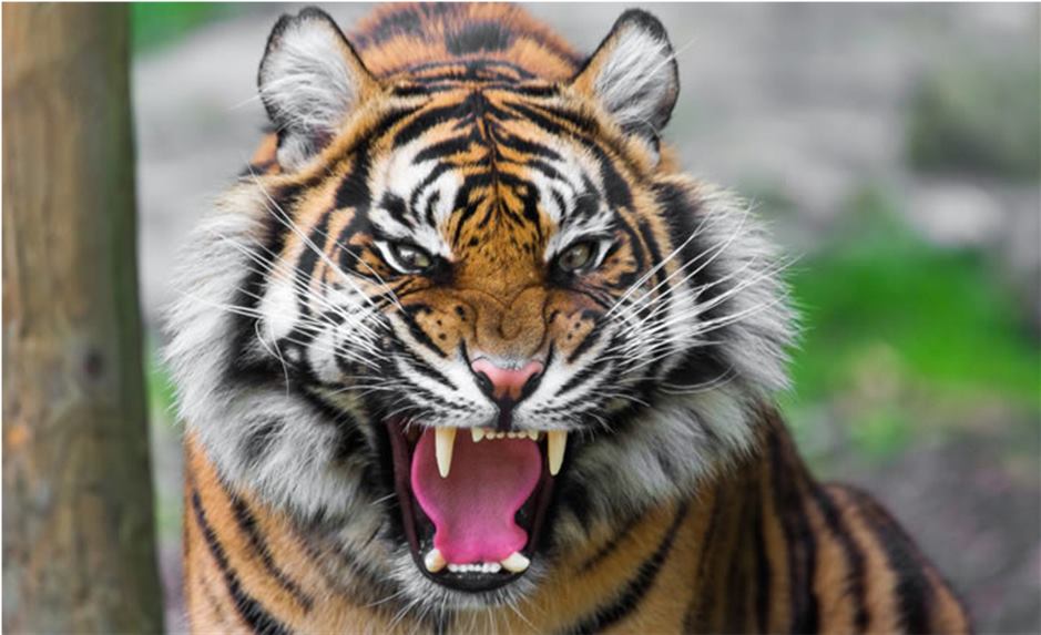 Woman dies in tiger attack
