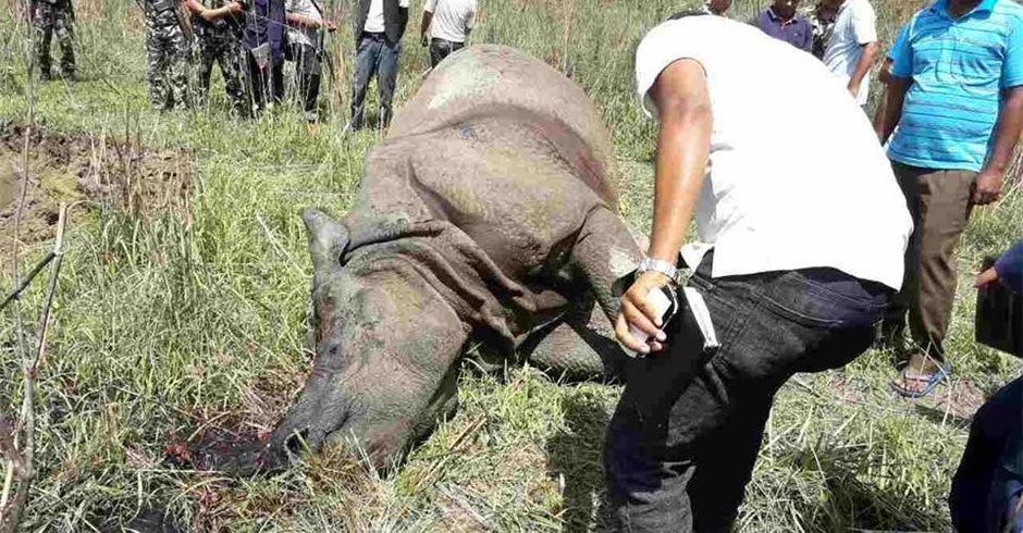 Female rhino found dead