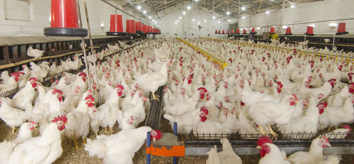 Excessive heat causes death of 1500 chickens at a poultry farm