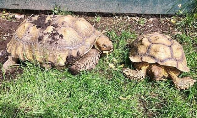 100-year-old tortoise stolen from NYC animal shelter