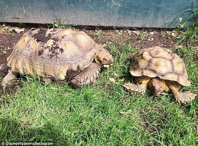 100-year-old tortoise stolen from NYC animal shelter