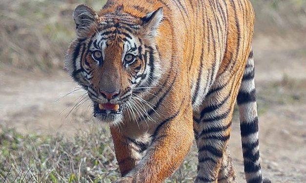 International Tiger Day: Nepal’s aim to double number of tiger by 2022 on track
