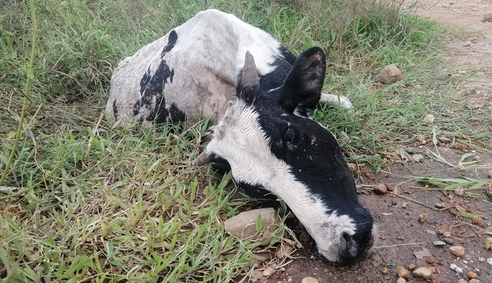 फेरि अर्को दुःखद खबर, नुवाकोटमा मृत गाई भेटियो
